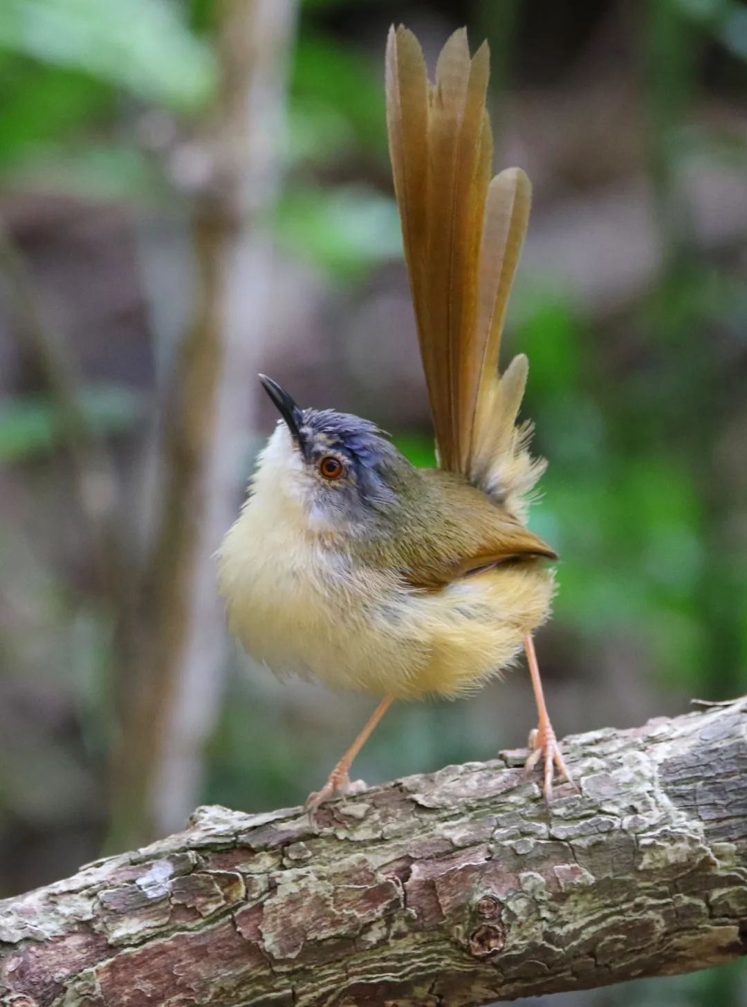 discovershenzhentheyellowbelliedprinia黄腹鹪莺
