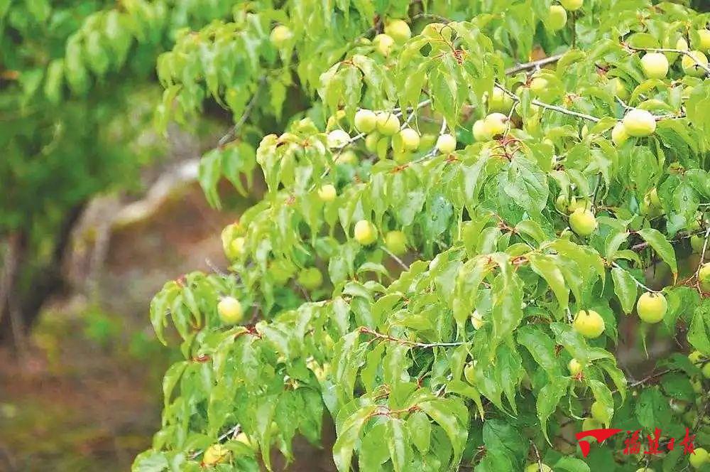 诏安550万元奖励政策促青梅产业稳产增收