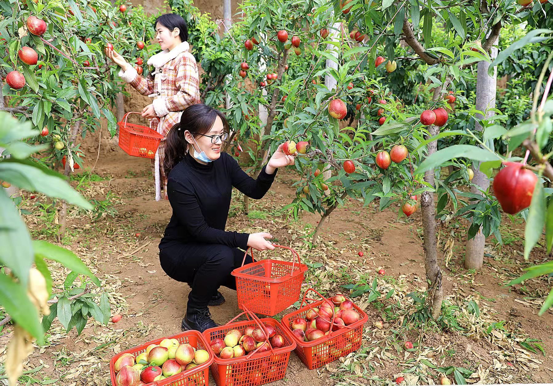 河北平泉温室春桃抢鲜上市游客采摘忙