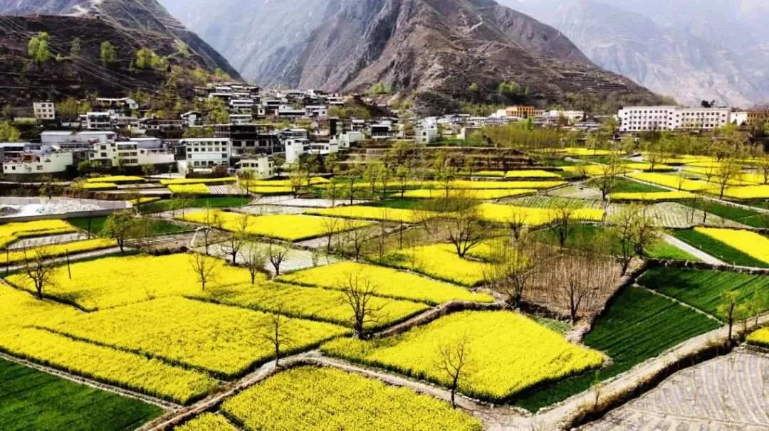 油菜花黄,美不胜收甘肃省舟曲县白龙江两岸