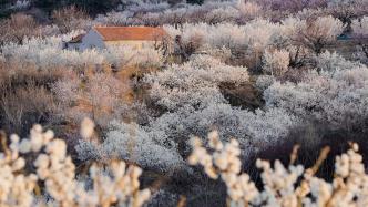 青島霞溝櫻桃花盛開，云蒸霞蔚浪漫如畫