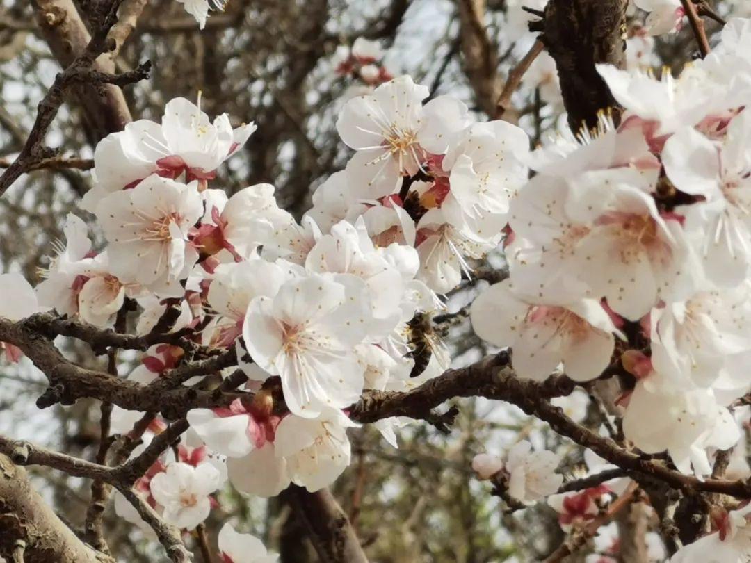 这个春天 有 杏 和你相约