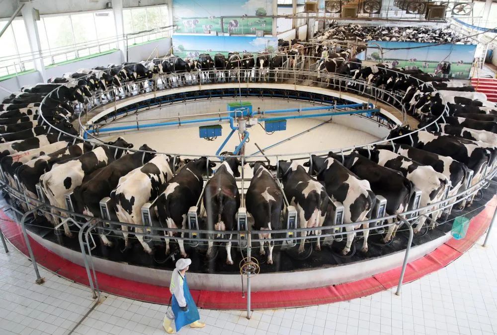 内蒙古伊利集团敕勒川精品奶源基地奶牛挤牛奶场景.