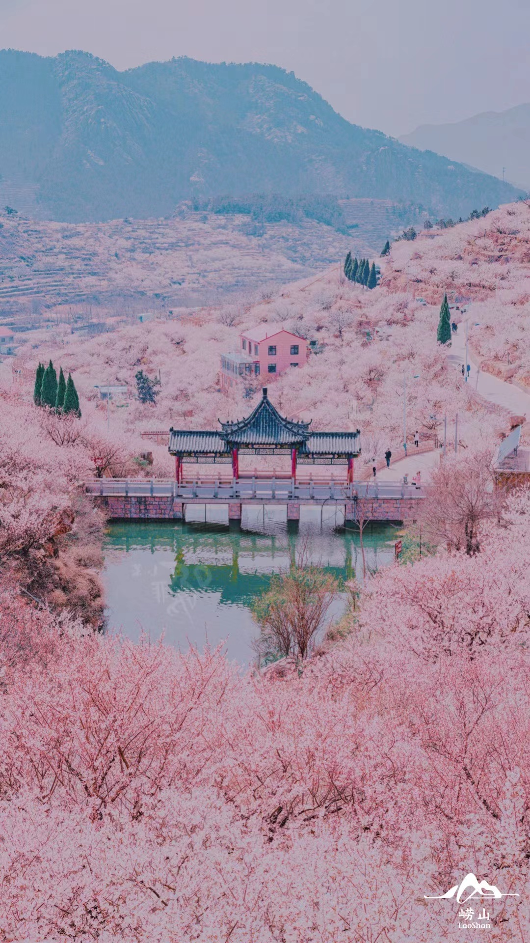 崂山粉色花海来啦一秒坠入浪漫