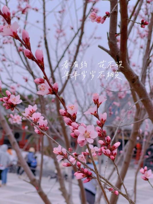 最美人间四月天运城4月精彩文旅活动与您共度春日好时光