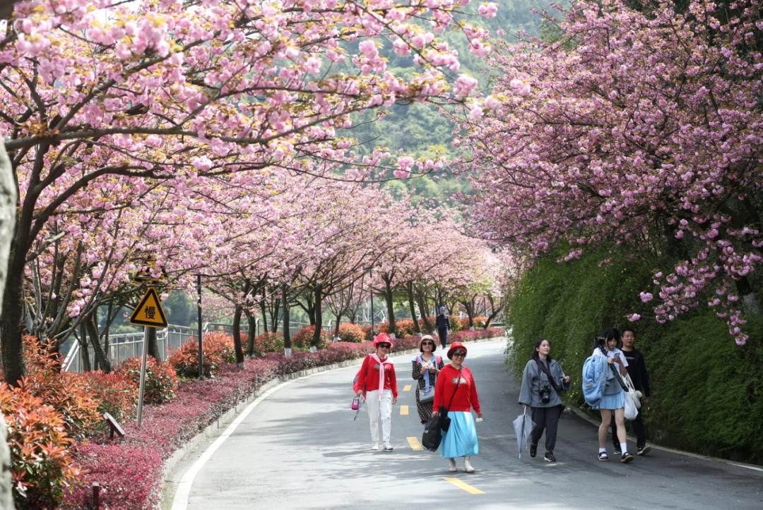 花开十堰樱花开了一眼就心动