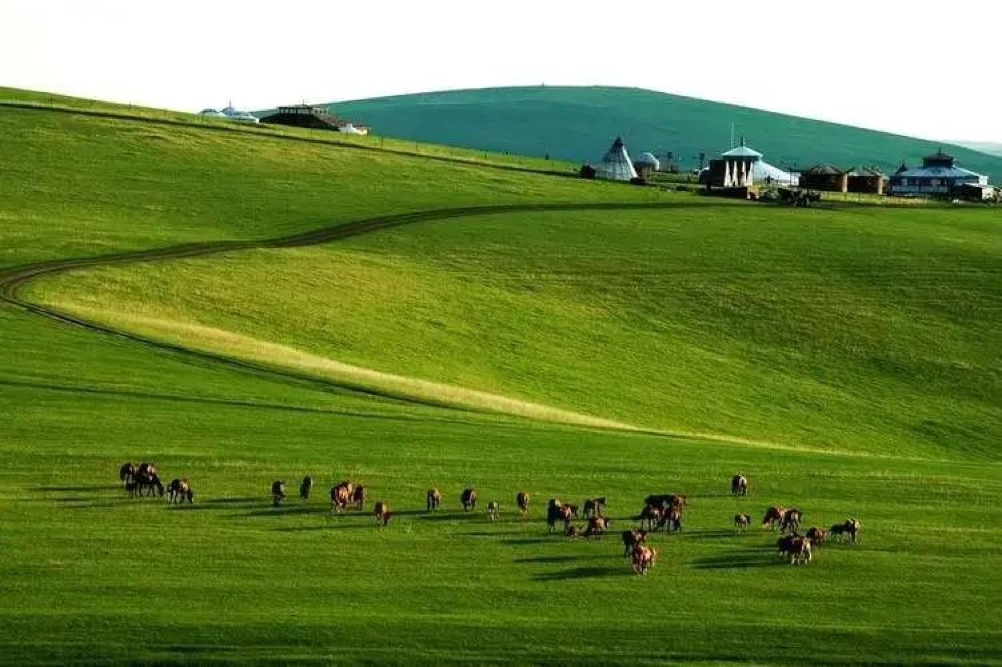 保护草原 我们在行动自2011年实施草原生态保护补助奖励政策(简称草原