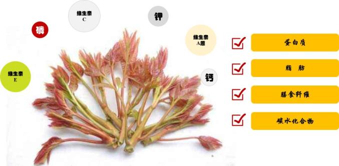 市监提示关于香椿的消费提示