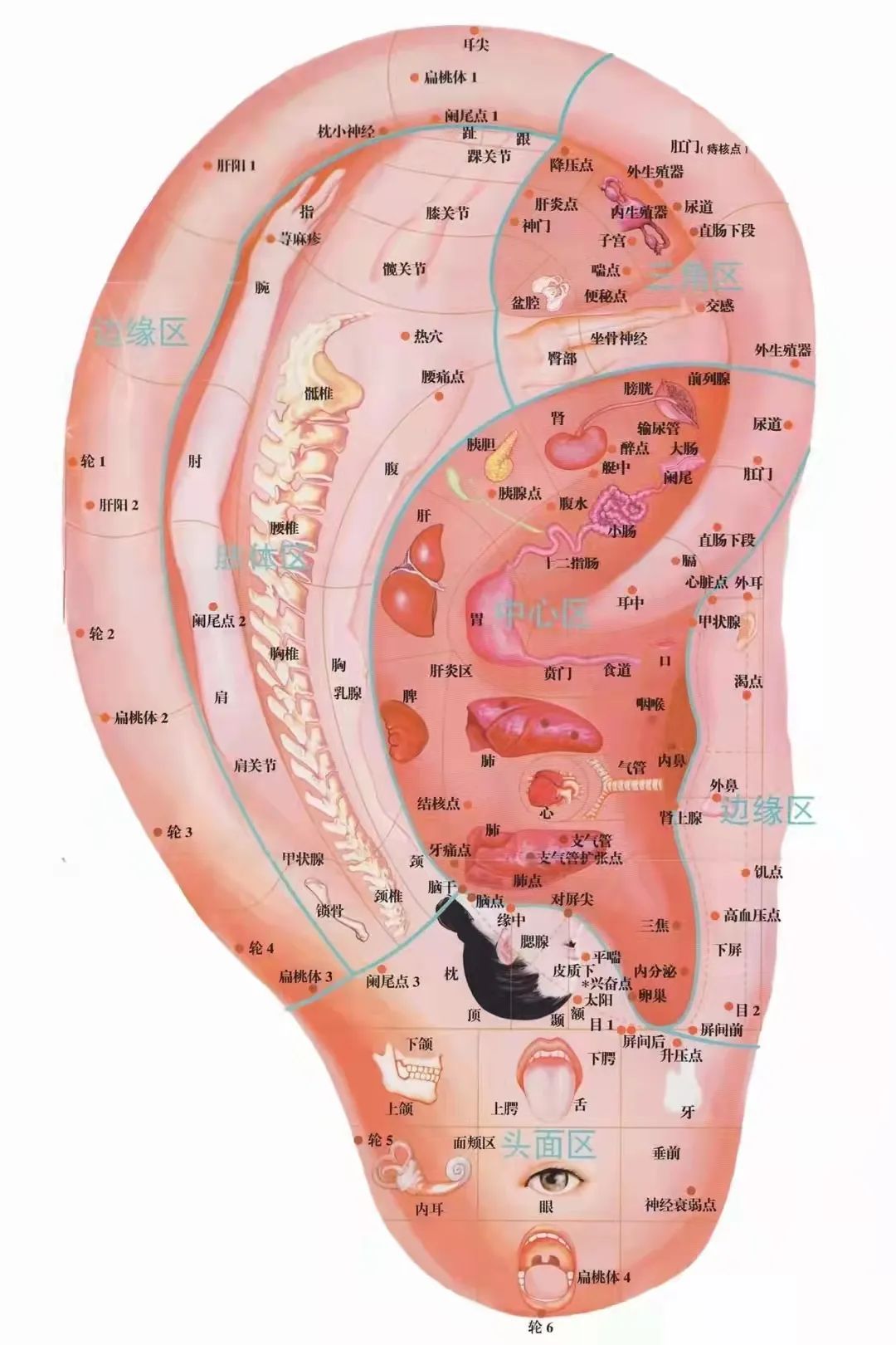 耳朵埋豆位置图简单版图片