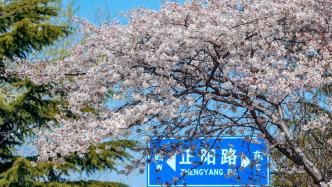 清明假期青岛的樱花开了，是真的樱花啊，不是樱桃花