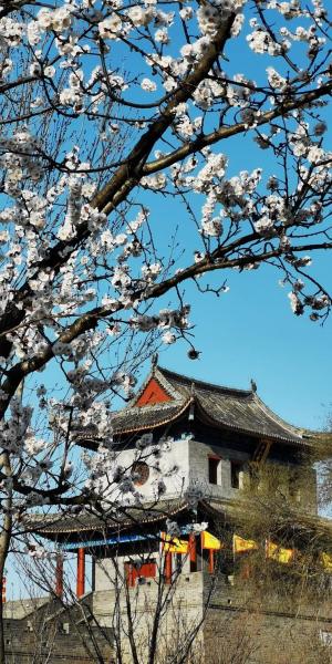 春天的即墨古城草木蔓生,水波温柔,红梅,玉兰,迎春点缀着青砖黛瓦.