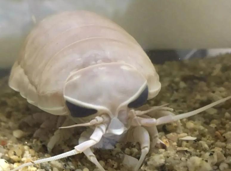 吃过东海的道式深水虱像啃了只大号潮虫