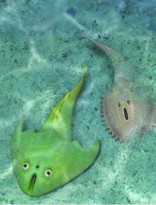 江西发现438亿年前最古老真盔甲鱼类