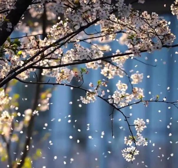 雨打杏花图片图片