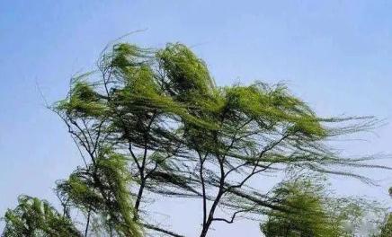 注意防范阵风7级以上陕西发布大风蓝色预警信号未来3天最高气温将达