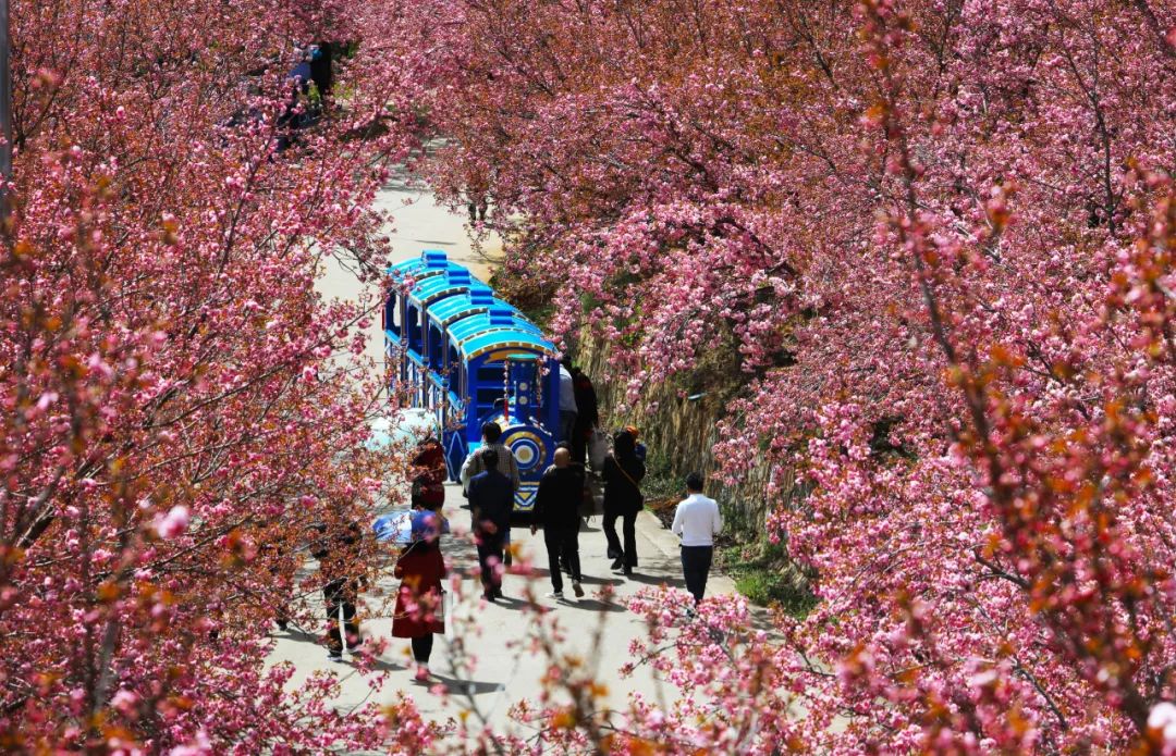 渔洞樱花艳丽开观赏游乐等你来