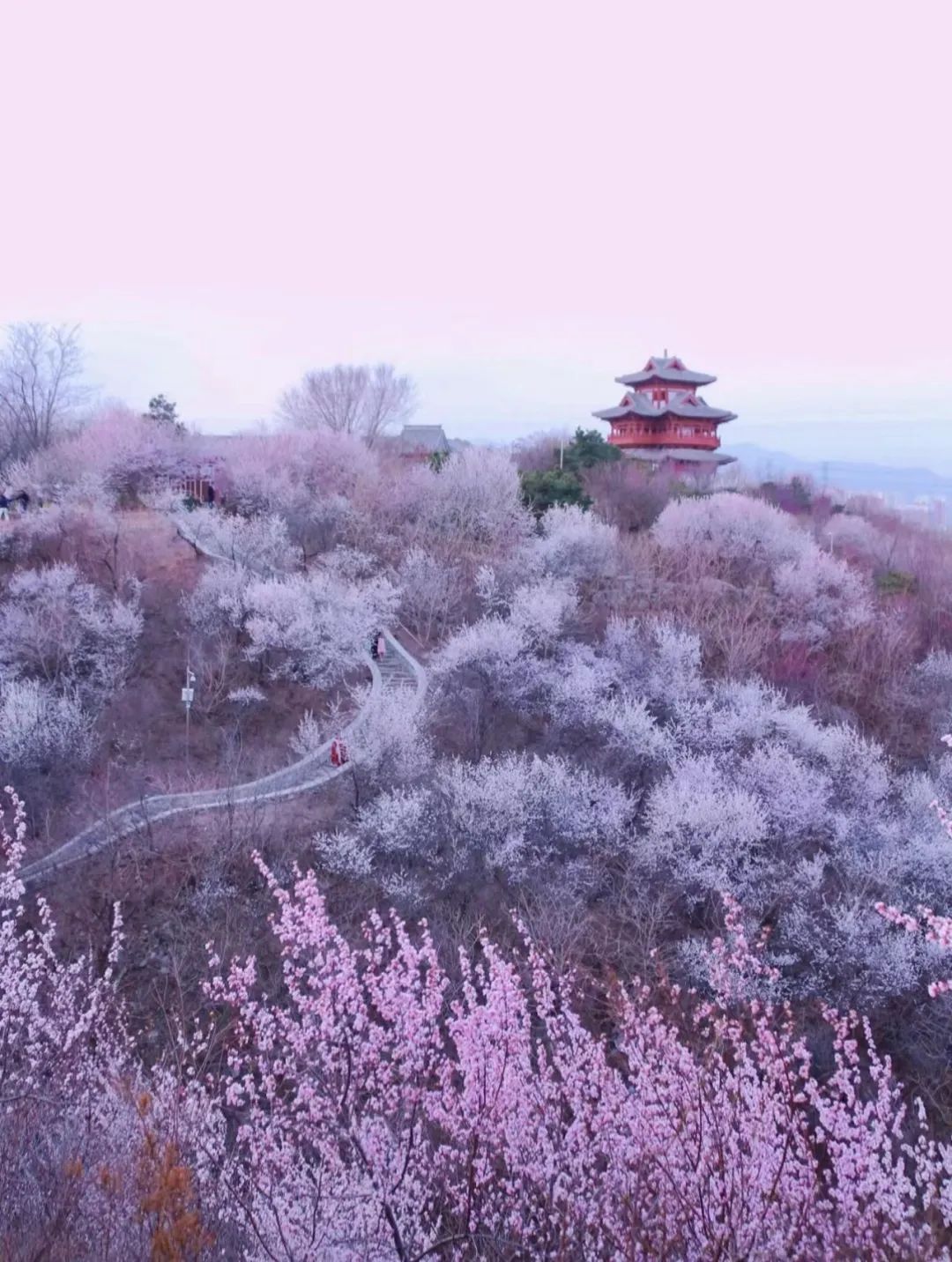 桃花资料仙境图片