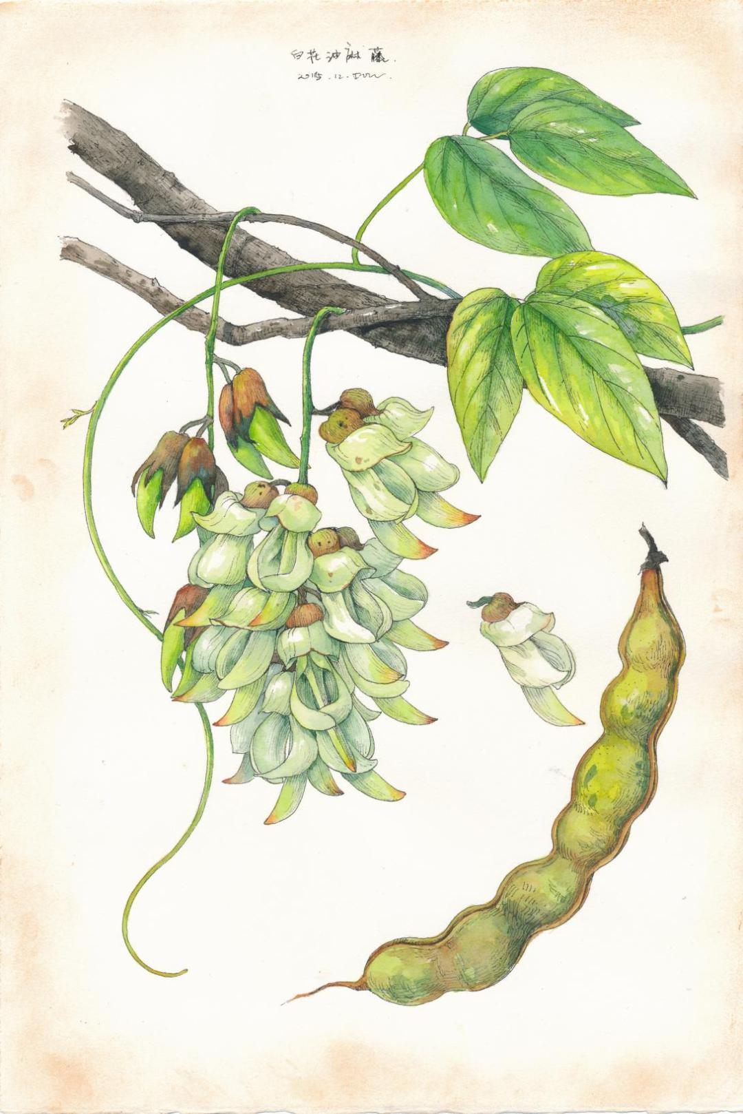 遇见 禾靤pring这些植物,大部分生长在热带亚热带地区,它们历经风雨