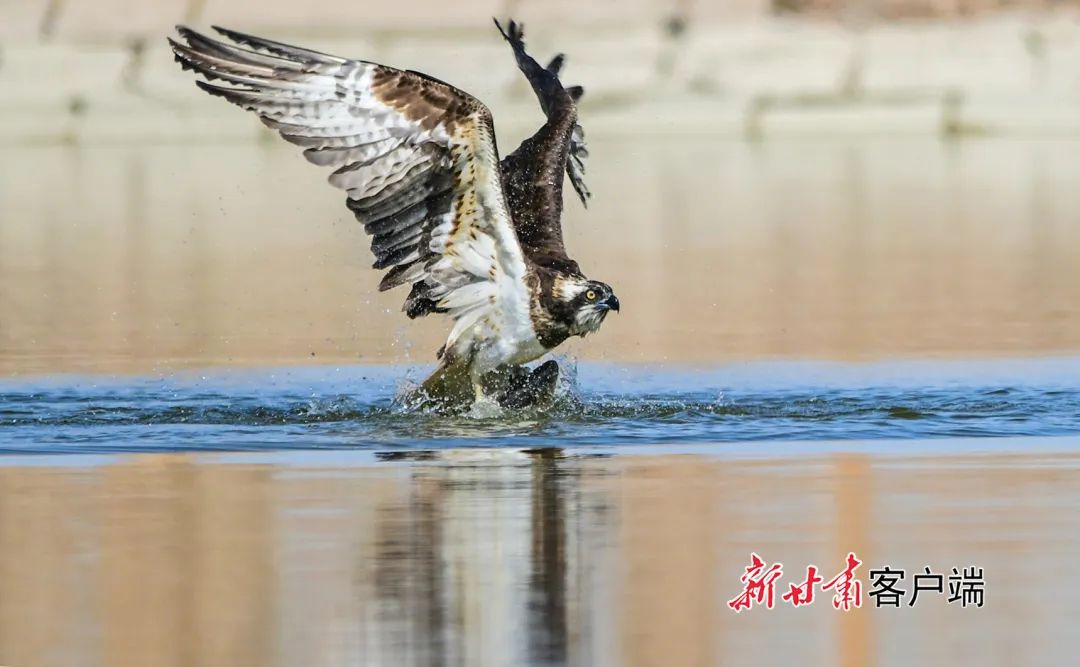 镜观敦煌超燃鸣沙山下合水鱼塘老鹰入水捕鱼高清大图来袭