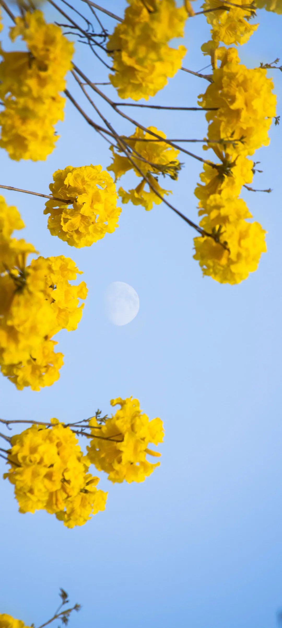 盈盈爛漫百花暄妍,萬物紛呈三月的春天裡卻不忘綠葉蔥蔥,花海不再不知