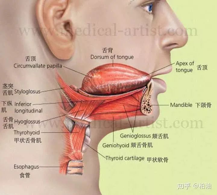 舌骨位置示意图图片