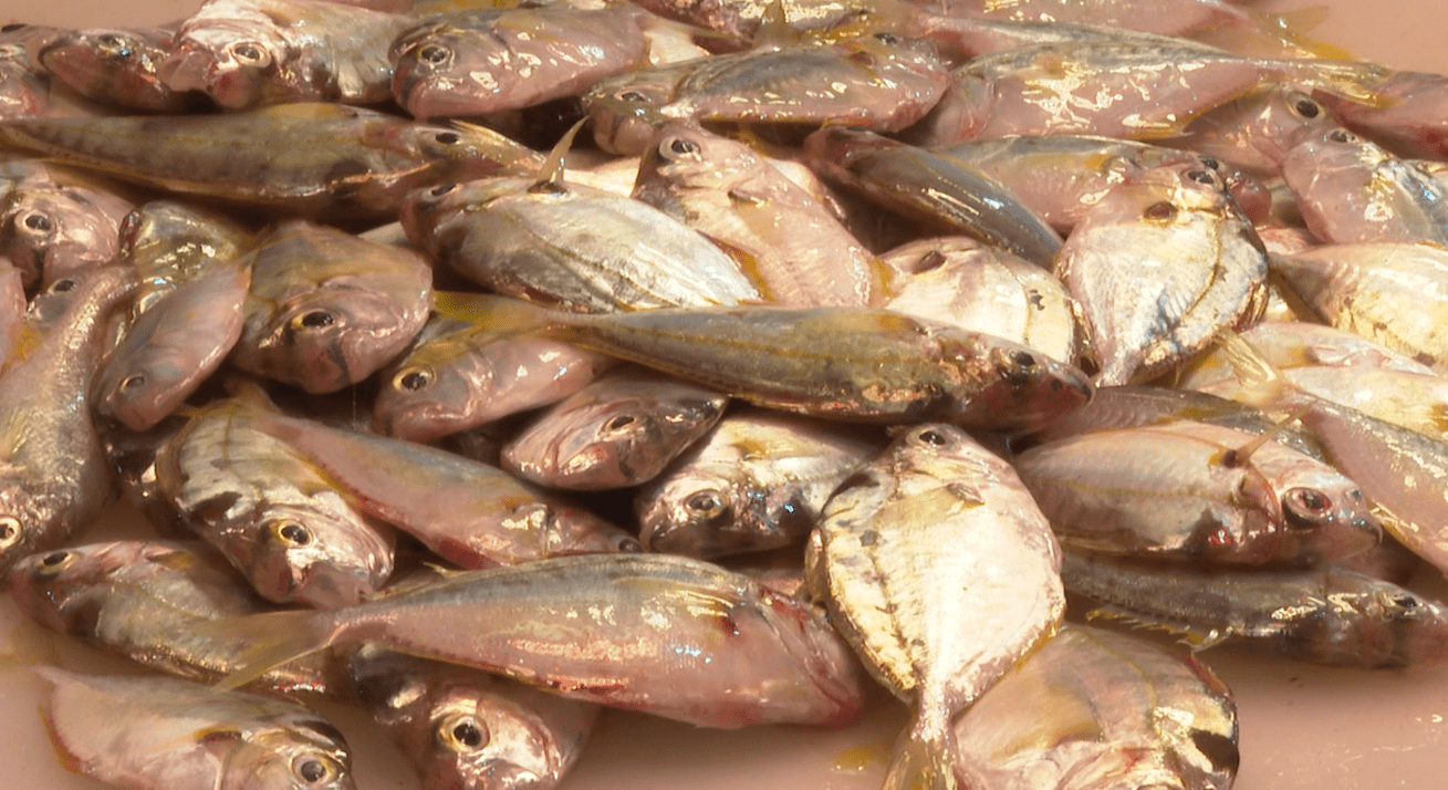 闸坡大量渔排鱼供应市场鱼价平稳