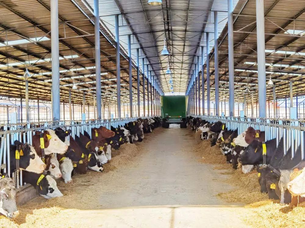 东西部协作鲁甸做好养牛事全力打造中国种牛第一高地