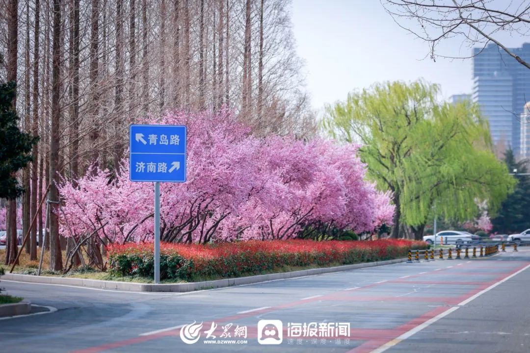 寻找最美春天济南路北京路烟台路青岛路美成了这样