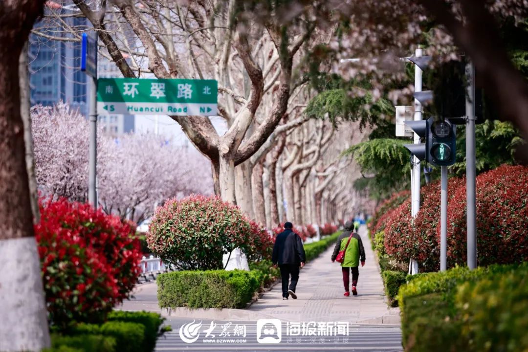 寻找最美春天济南路北京路烟台路青岛路美成了这样