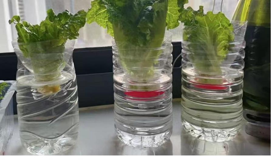 塑料瓶种植蔬菜方法图片