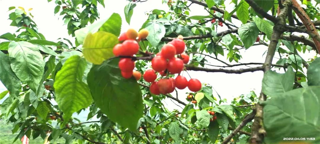 作為距離城區最近的櫻桃基地,百勝村應該是喜愛櫻桃的食客們最方便的