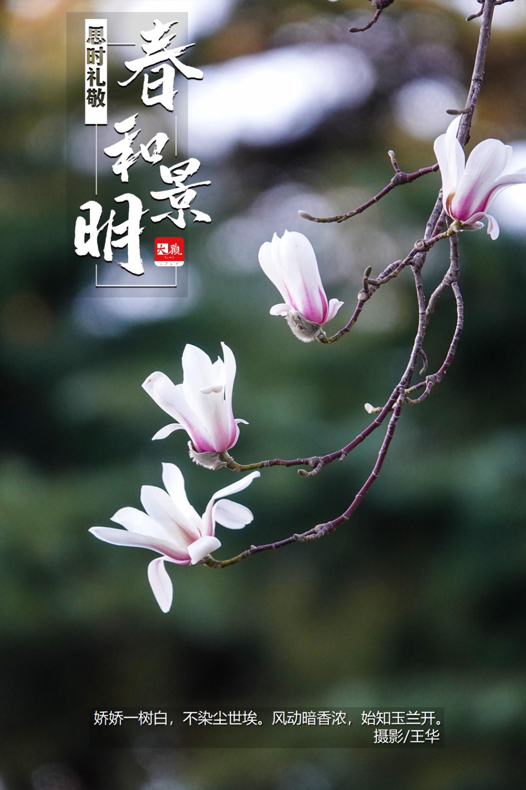 清明大连春和景明