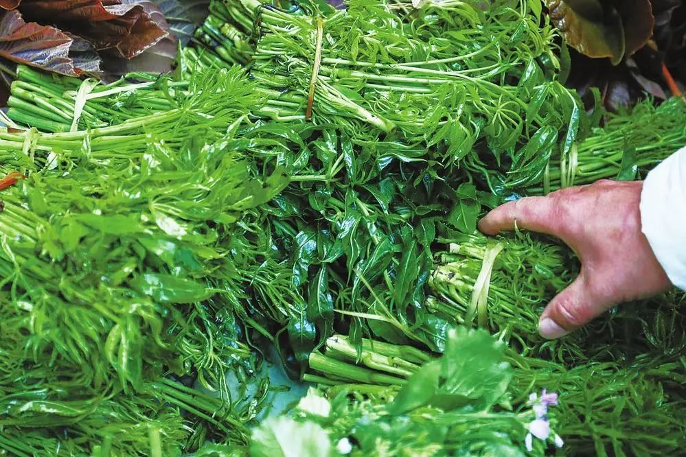 將火鐮菜的嫩芽焯水後與豆瓣醬,辣椒,蒜等佐料混合,能保持它最本真的