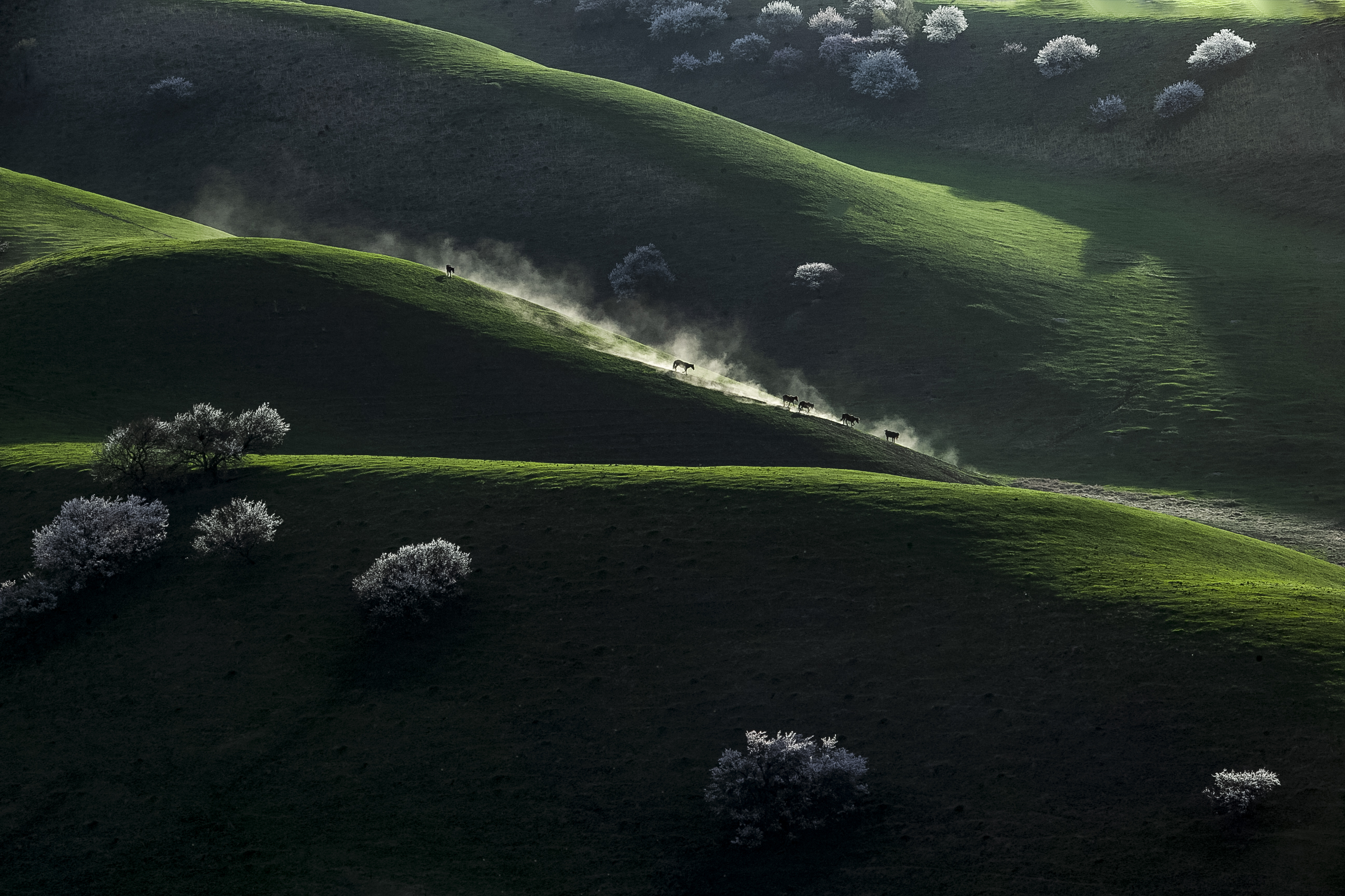 走进那拉提杏花谷享受春天的浪漫