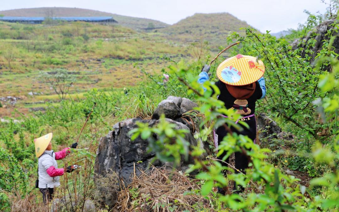 多彩貴州穩健前行開新局關嶺普利鄉石山變金山花椒迎春管