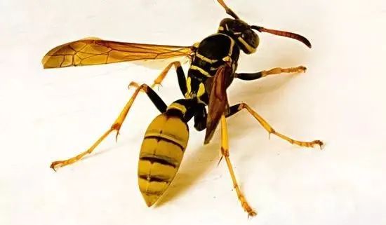 广西一村民被马蜂蜇80多针后身亡野外遇到马蜂该怎么办