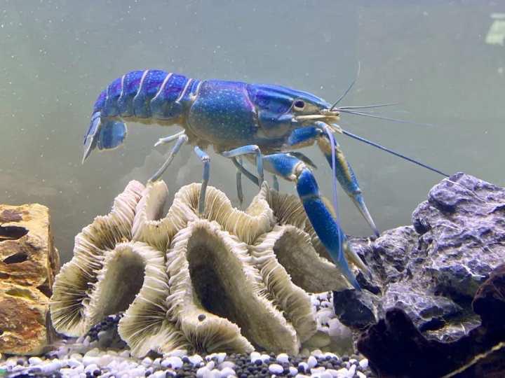 致富经养殖小龙虾_致富经龙虾养殖_致富经龙虾养殖技术视频