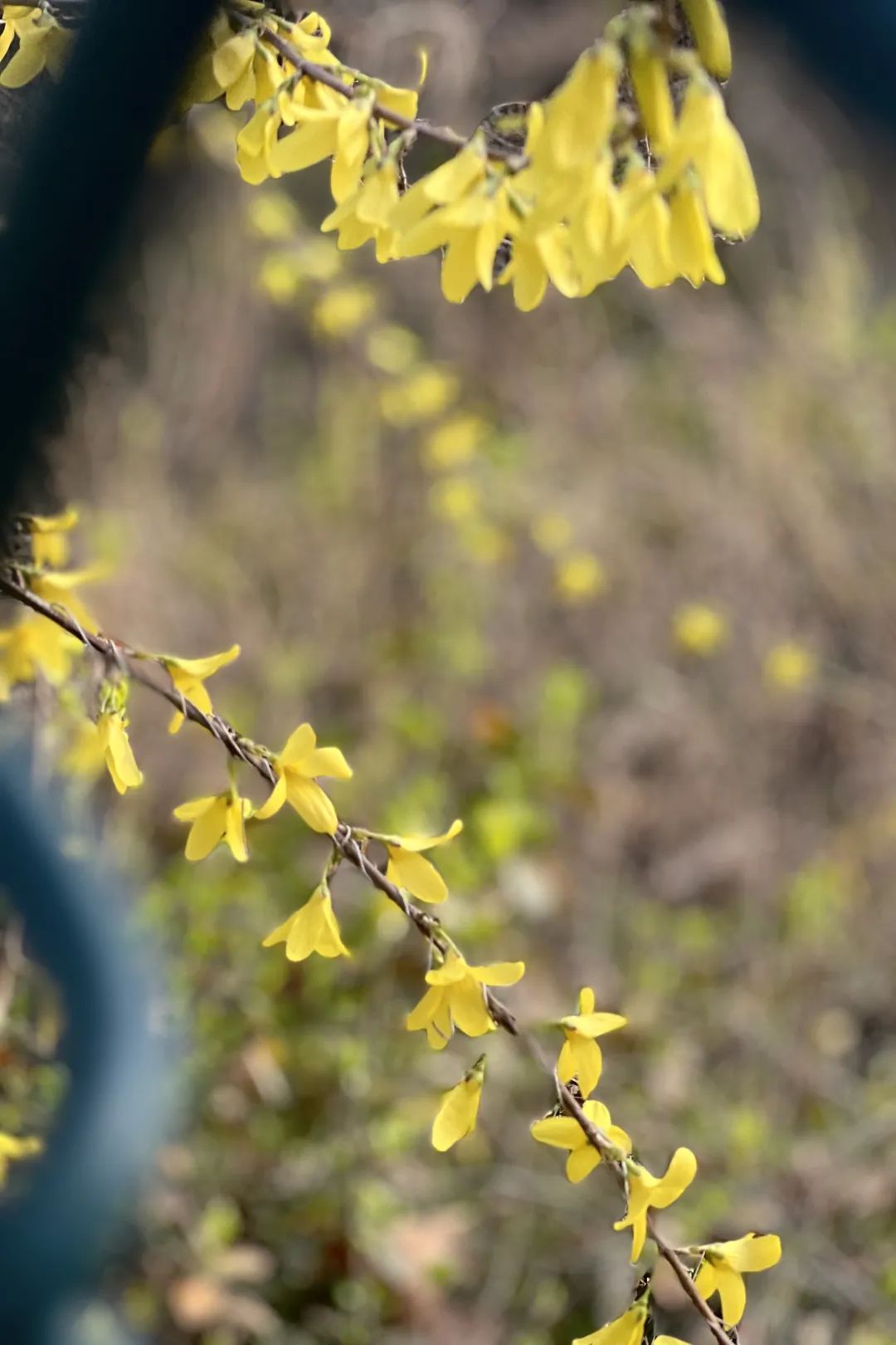 占春给大地装点上春天的颜色阳春布德泽,万物生光辉刻玉玲珑,吹兰芬馥