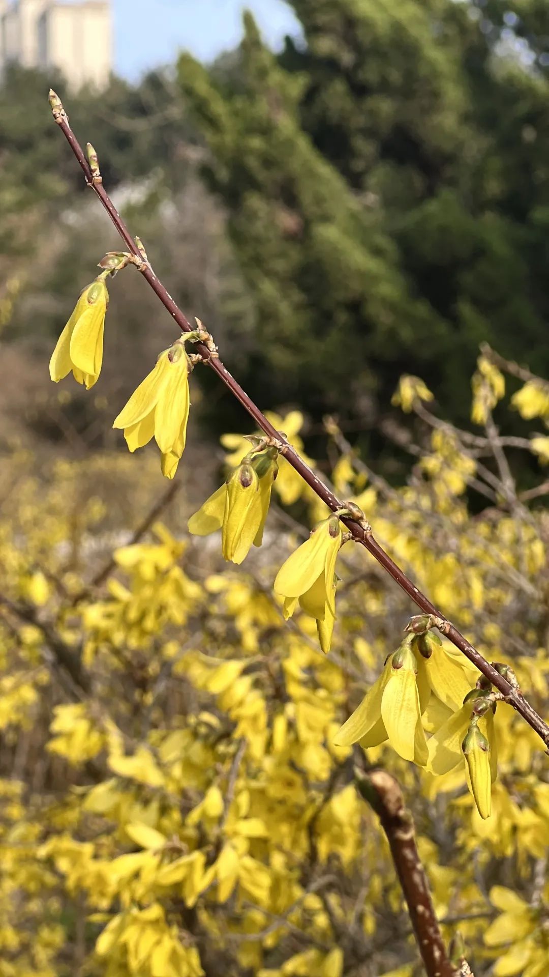 装点上春天的颜色阳春布德泽,万物生光辉刻玉玲珑,吹兰芬馥目光所至