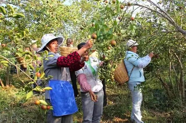 马致富临沂_马致富画家作品价值_致富经马