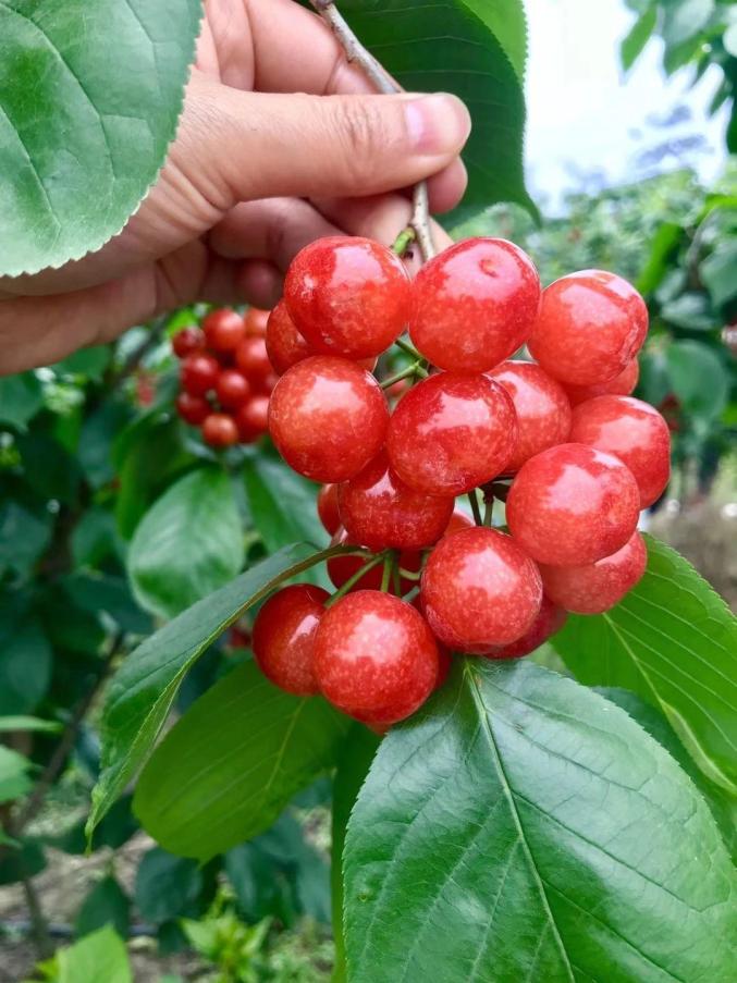 成都恩桃来这儿摘