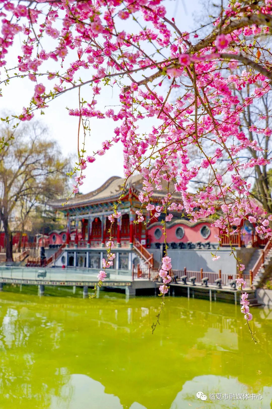 攝影師眼中的臨夏紅園張張都是養眼大片