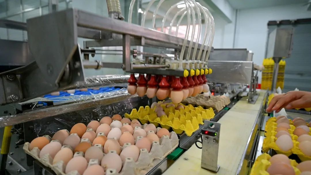 杭州建德力晨蛋品有限公司董事长杨军跃表示,现在每天销量大概在45至