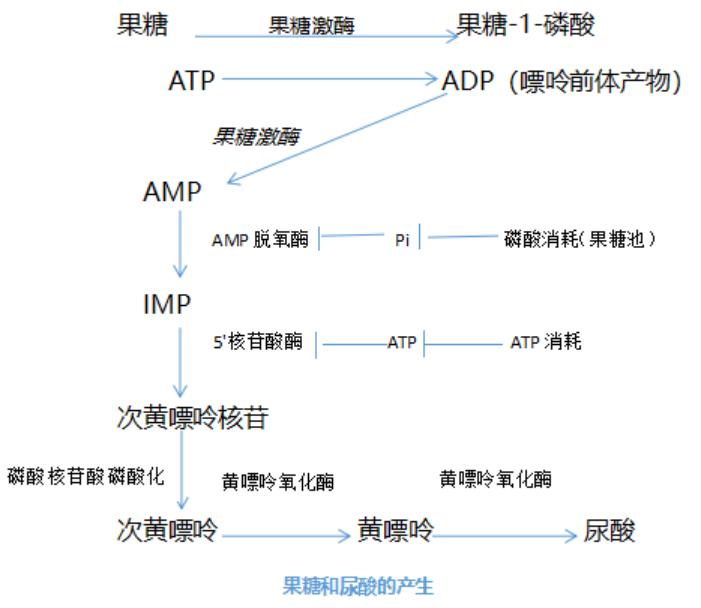 果酸升高尿酸的机制尿酸是嘌呤的代谢产物,但日常生活中有些食物本身