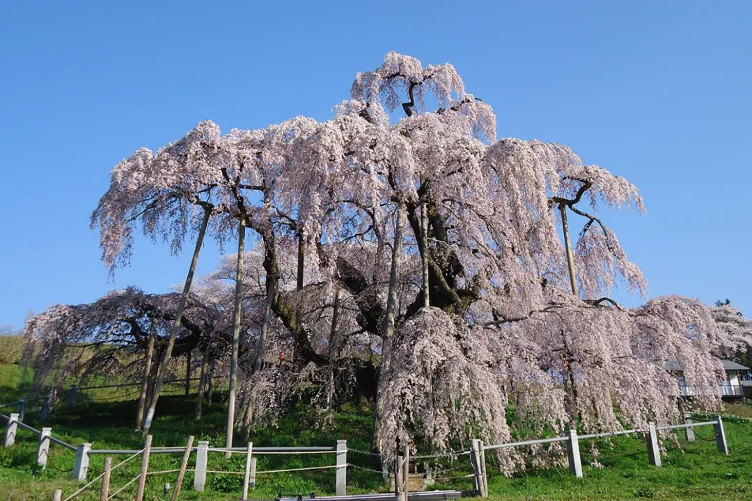 日本樱花树最古老图片