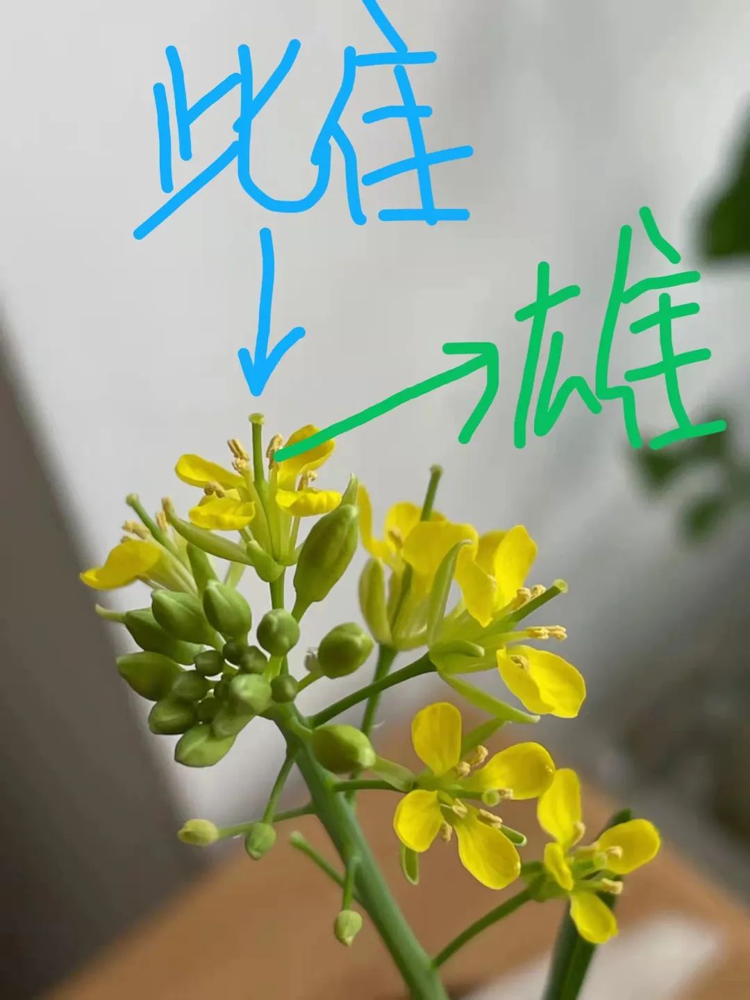 给芥菜花授粉.