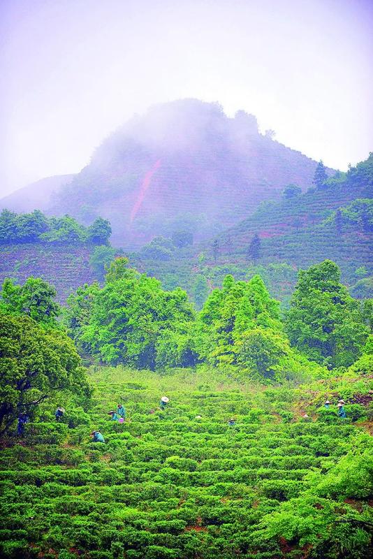 村茶葉種植基地紫金縣南嶺鎮莊田村茶農在採春茶連平縣隆街鎮象湖茶園