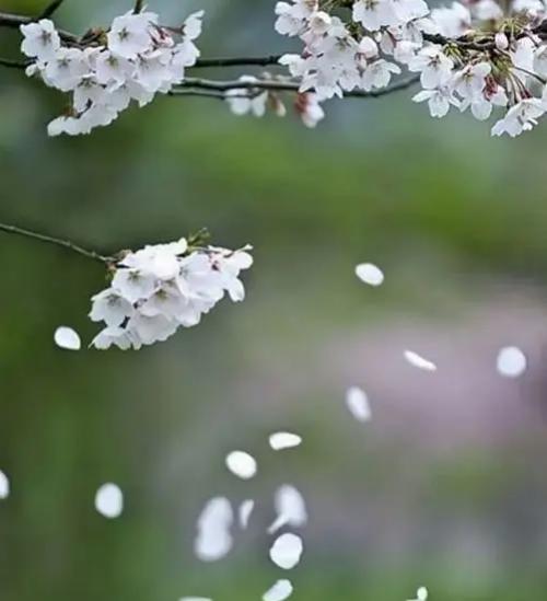 【散文】清明,梨花落在心上‖吴蕊