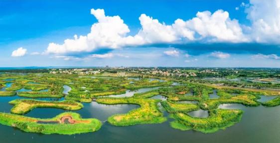 中国最美小鸟飞回海口美到海外