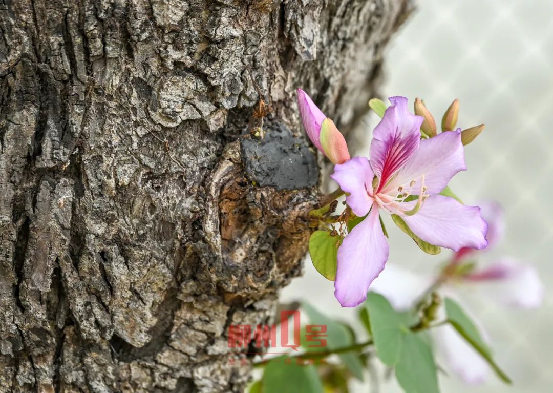91岁柳州紫荆花树王一把年纪了还花枝招展就在市中心